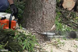 Best Tree Removal  in Huntsville, TN