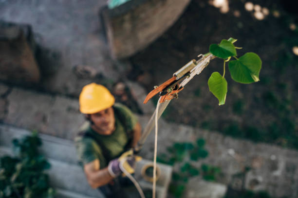 How Our Tree Care Process Works  in  Huntsville, TN