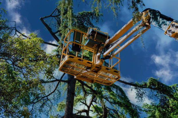 Reliable Huntsville, TN Tree Removal Solutions