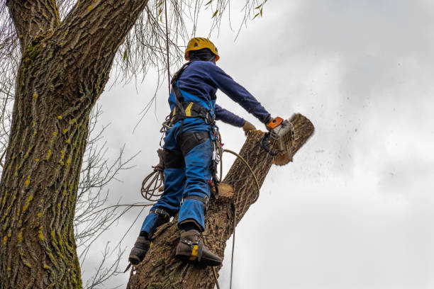 Best Tree Mulching  in Huntsville, TN