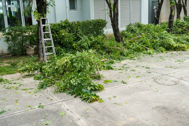 Best Lawn Pest Prevention  in Huntsville, TN