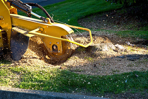 Best Utility Line Clearance  in Huntsville, TN