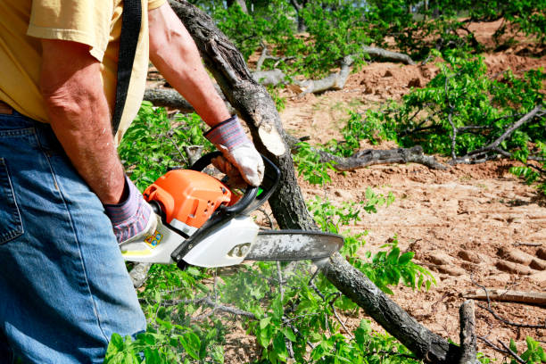  Huntsville, TN Tree Removal Pros